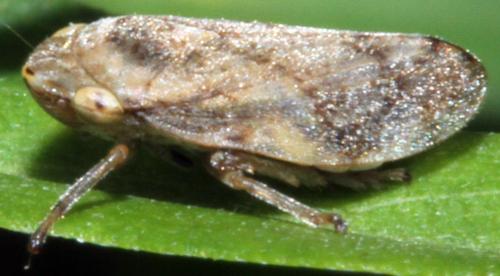 Réf. 329 053 : Philaenus spumarius